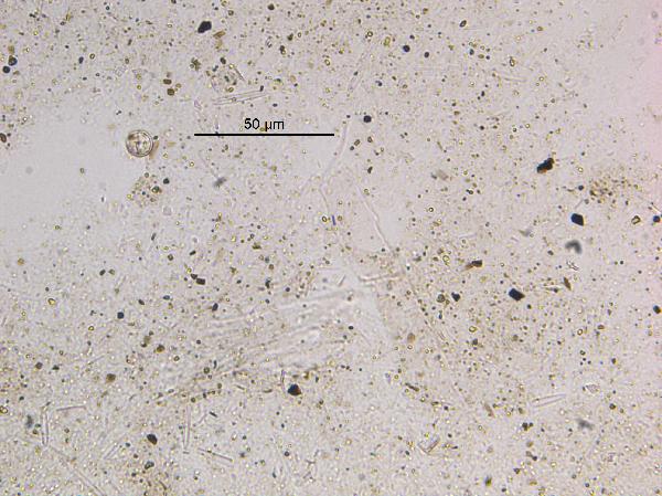 GLAD7-MAL05-1B-9E-1_84.9muscovitepp-600.jpg
