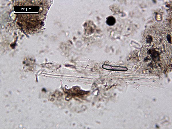 muscovite_01_pp_BVG-600.jpg