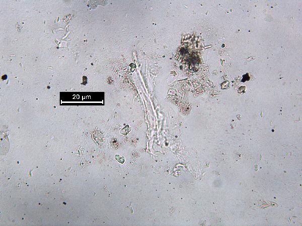 muscovite_03_pp_BVG-600.jpg