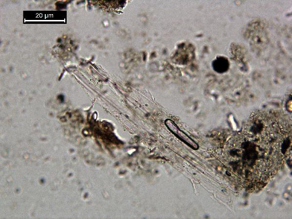 muscovite_pp_02_BVG-600.jpg