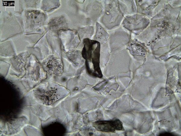 olivine02AMcp-600.jpg