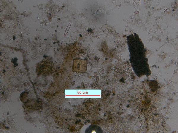 Orthopyroxene