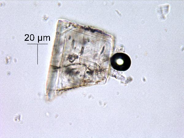 FD-92-2-6_90.1CM_40X_PP_CRACKED_PLAG-600.jpg