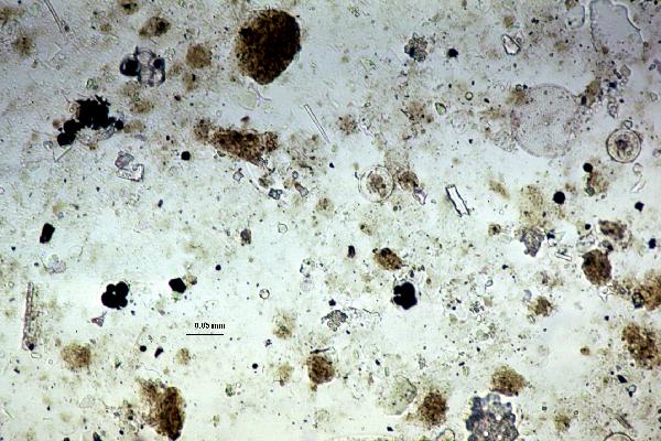 Pyrite_framboids_1ppl-600.jpg