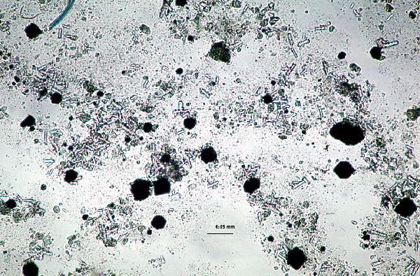 Pyrite_pyritohedra_1ppl-600.jpg