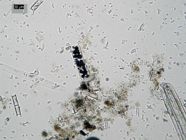 pyrite_pp_02-600.jpg