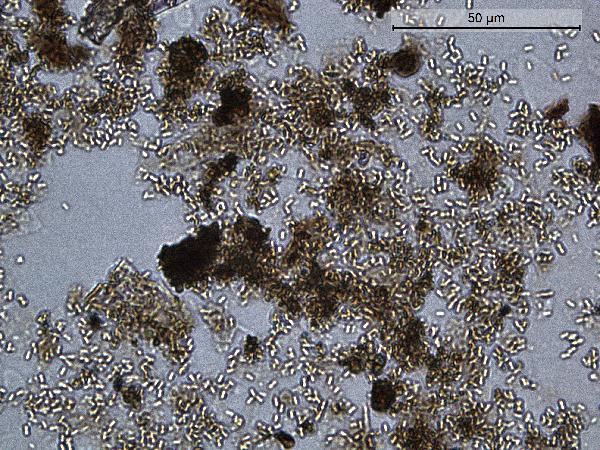 Siderite