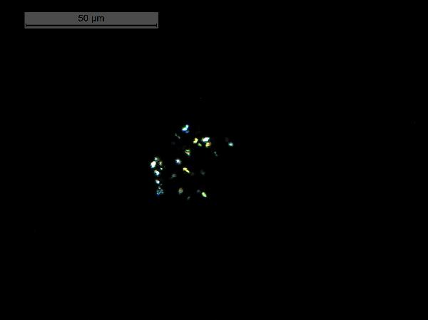 OSU_SnakeMonster_14B_1G_1_35sid630CP-600.jpg