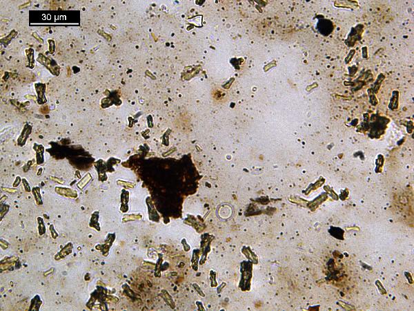 siderite_01_pp-600.jpg