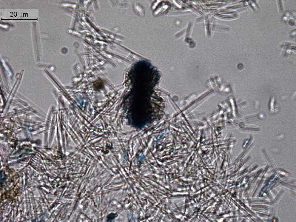Vivianite