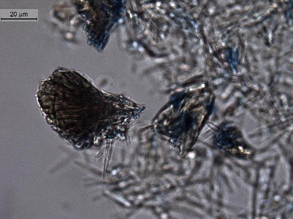 Vivianite