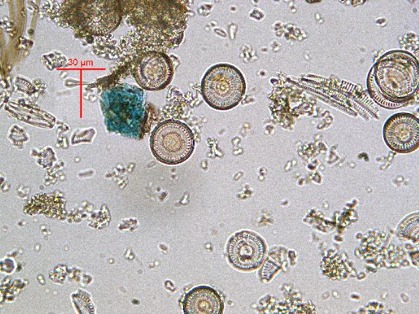 vivianite_pp_01-600.jpg