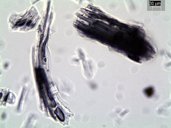 Mazama_tephra_2_MDS_pp-600.jpg