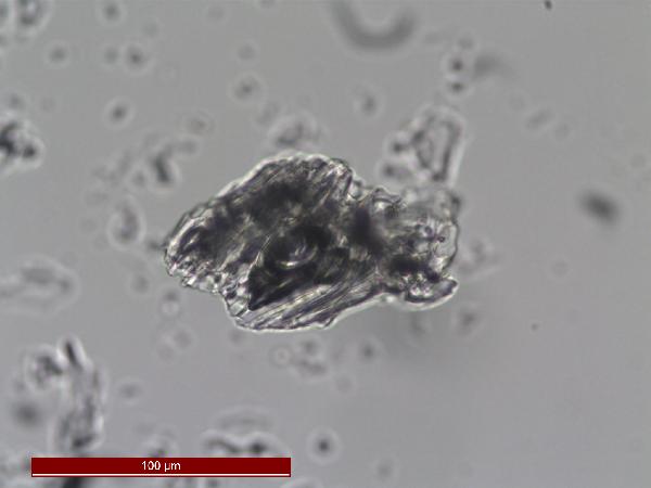 PTT_1A1K2_75_4_n03_400X_PP-600.jpg