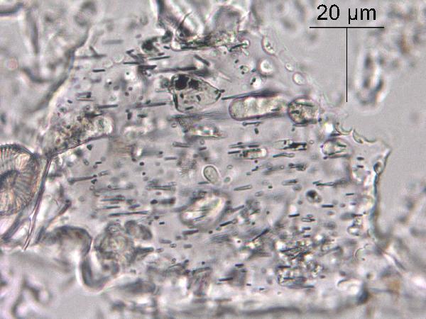 YELL2-FD2-9_106.7CM_63X_GLASS_INCLUSIONS-600.jpg