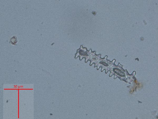 EYASI-phytolith1-600.jpg