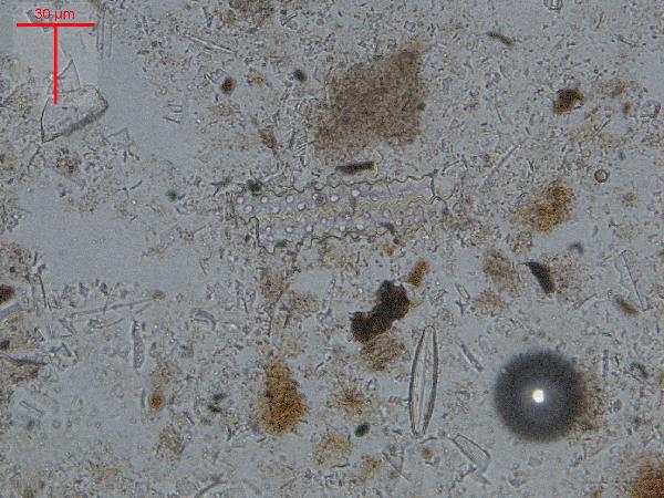 EYASI-phytolith3-600.jpg