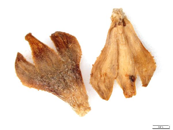 Plant Macrofossil (Betula alleghaniensis)