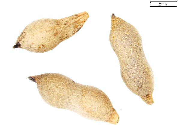 Brasenia_schreberi_fruit_1343_jm_edit_2-600.jpg