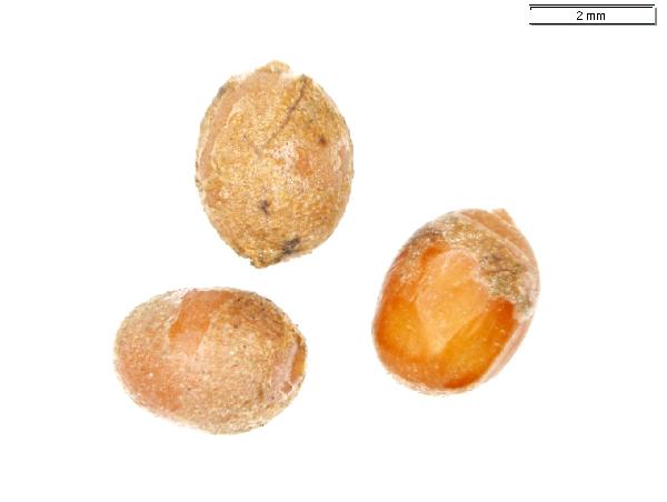 Brasenia_schreberi_seed_1343_jm_edit_2-600.jpg