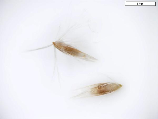 Calamagrostis_canadensis_seed_2719_jm_edit-600.jpg