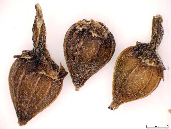 Carpinus_caroliniana_seed_91_jm_edit-600.jpg