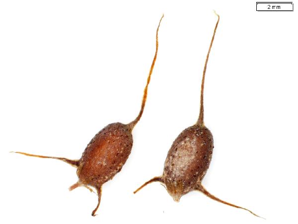Ceratophyllum_demersum_seed_218_jm_edit-600.jpg
