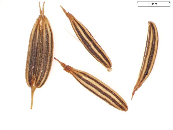 Cryptotaenia_canadensis_seed_2758_jm_edit-600.jpg