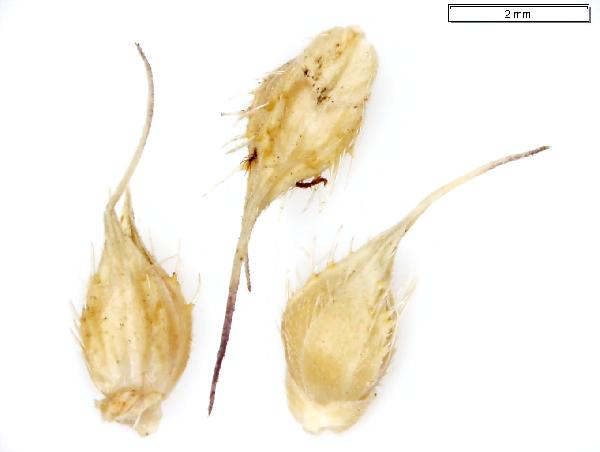 Echinochloa_crus-galli_floret_2609_jm_edit-600.jpg
