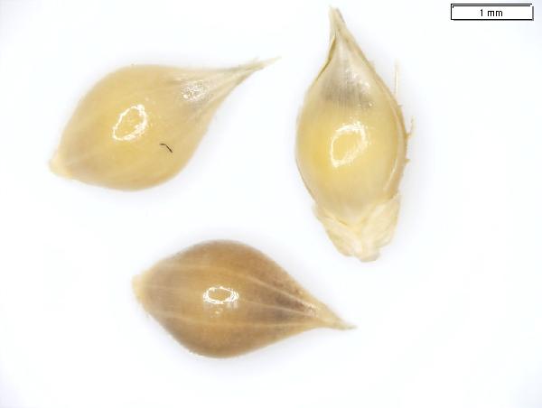 Echinochloa_crus-galli_seed_2609_jm_edit-600.jpg
