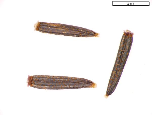Eupatorium_purpureum_seed_2088_jm_edit-600.jpg