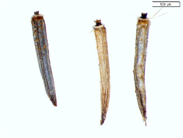 Eutrochium_maculatum_seed_2076_jm_edit_2-600.jpg