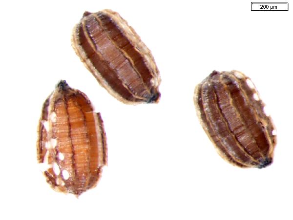Heteranthera_limosa_seed_1570_jm_edit-600.jpg