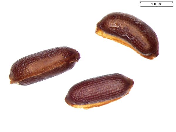 Hypericum_pyramidatum_seed_1129_jm_edit-600.jpg