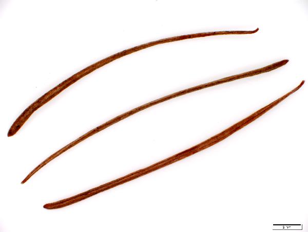 Larix_laricina_needle_1411_jm_edit2-600.jpg