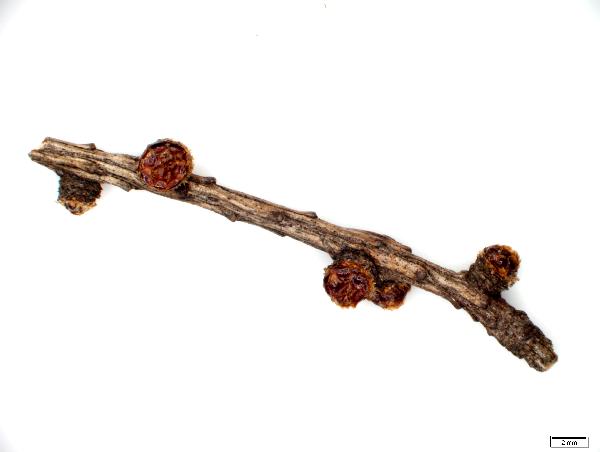 Larix_laricina_twig_bud_1411_jm_edit-600.jpg