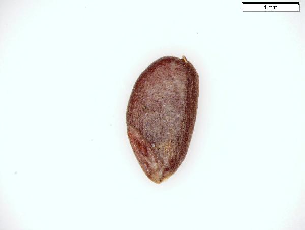 Leersia_oryzoides_caryopsos_1047_jm_edit-600.jpg