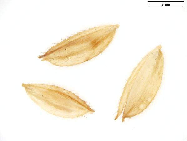 Leersia_oryzoides_palea_lemma_1047_jm_edit-600.jpg