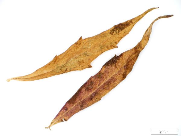 Lycopus_americanus_leaf_abaxial_2048_jm_edit-600.jpg