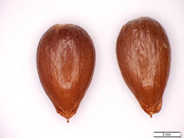 Ostrya_virginiana_seed_2849_jm_edit-600.jpg