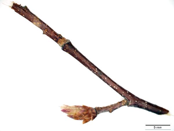 Ostrya_virginiana_twig_2849_jm_edit-600.jpg
