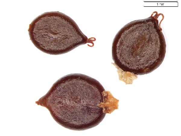 Polygonum_lapathifolium_seed_1536_jm_edit-600.jpg