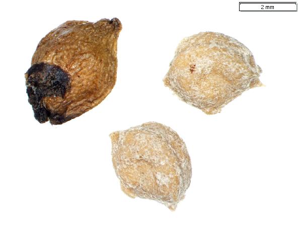 Potamogeton_amplifolius_seed_external_1998_jm_edit-600.jpg