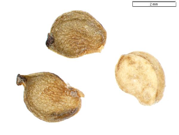 Potamogeton_richardsonii_seed_external_2024_jm_edit-600.jpg