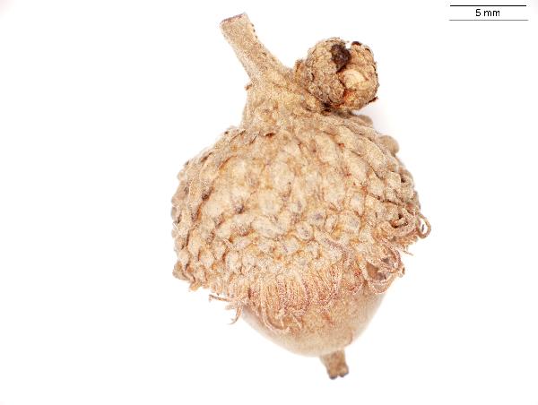 Quercus_macrocarpa_seed_972_jm_edit-600.jpg