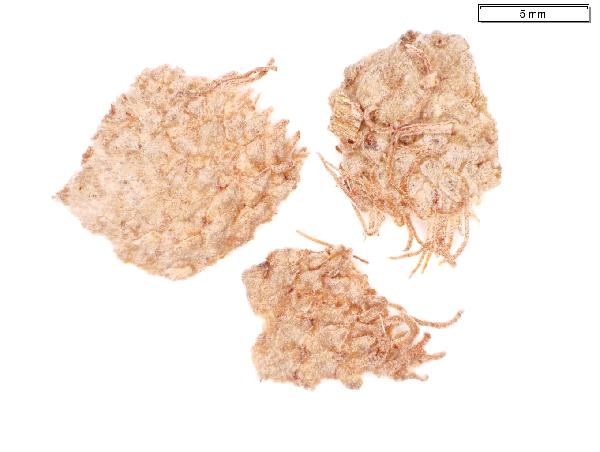 Quercus_macrocarpa_seed_cap_972_jm_edit-600.jpg