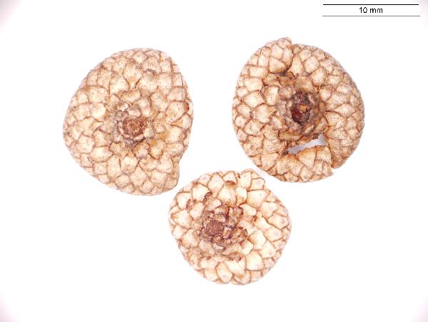 Quercus_palustris_seed_cap_975_jm_edit-600.jpg