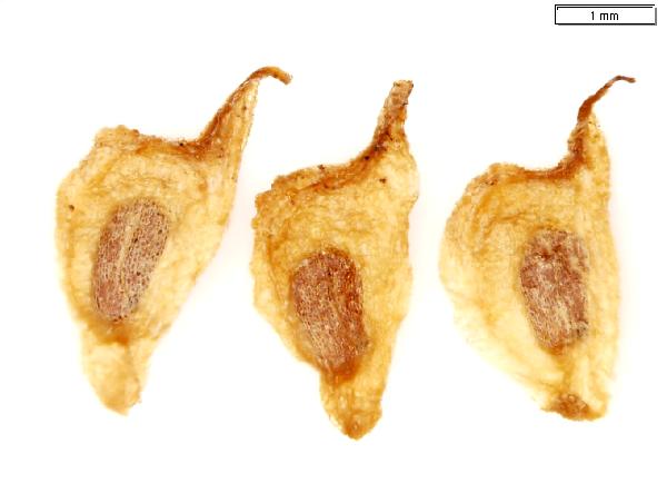 Sagittaria_rigida_seed_DickinsonCo_1961_jm_edit_2-600.jpg