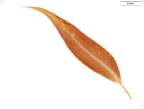 Salix_amygdaloides_leaf_adaxial_2831_jm_edit-600.jpg