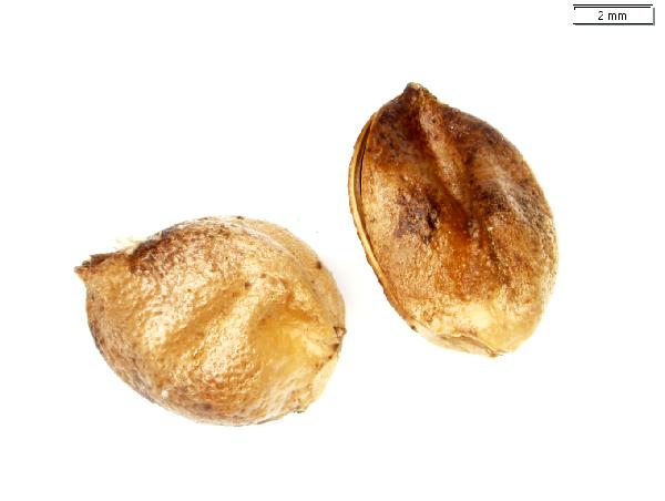 Scheuchzeria_palustris_fruit_3045_jm_edit-600.jpg